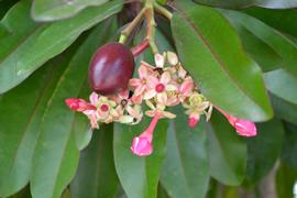   Fruit, flowers:   Cerbera manghas ; Photo by K.E. Clancy, USDA APHIS PPQ, imageID.idtools.org
